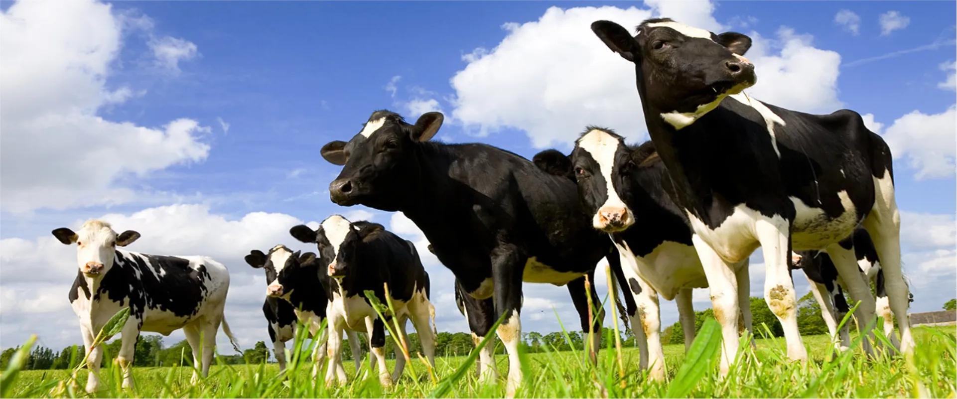 animales de ganaderia