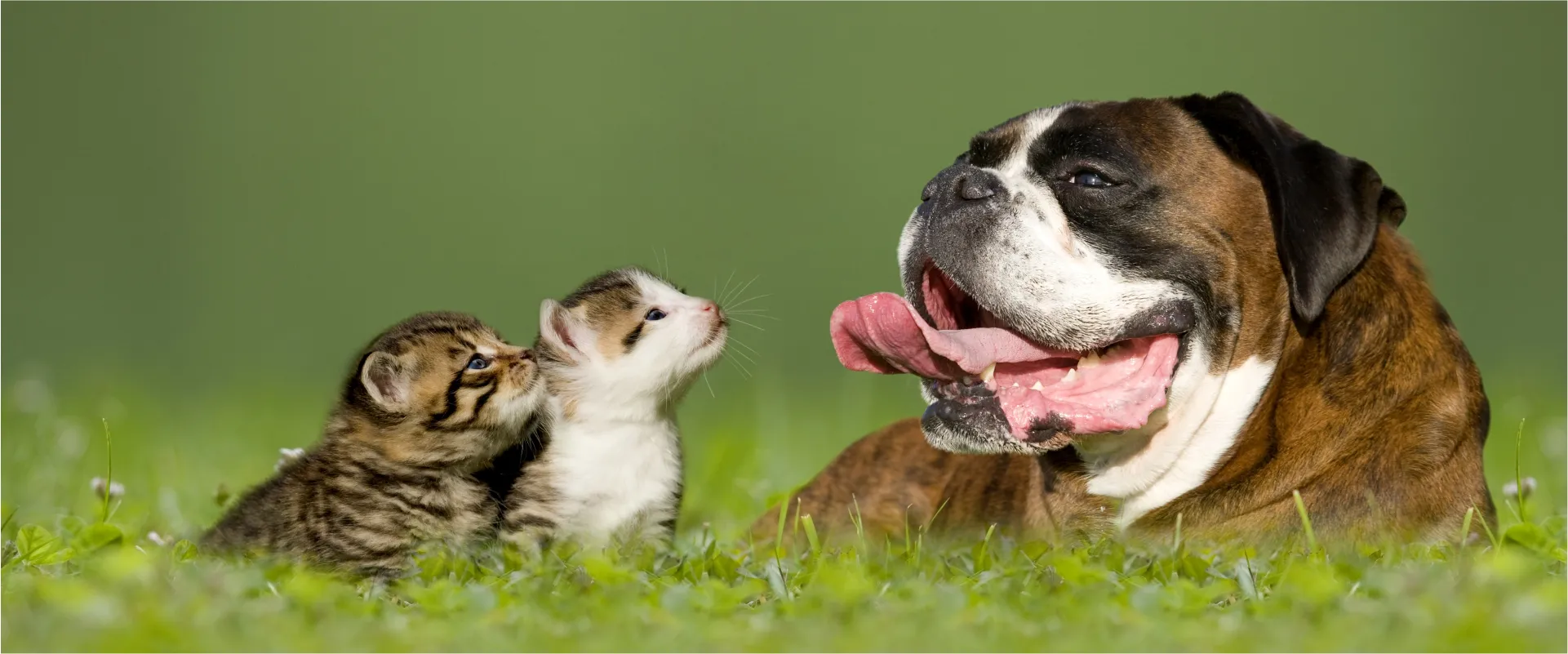 animales de compañia