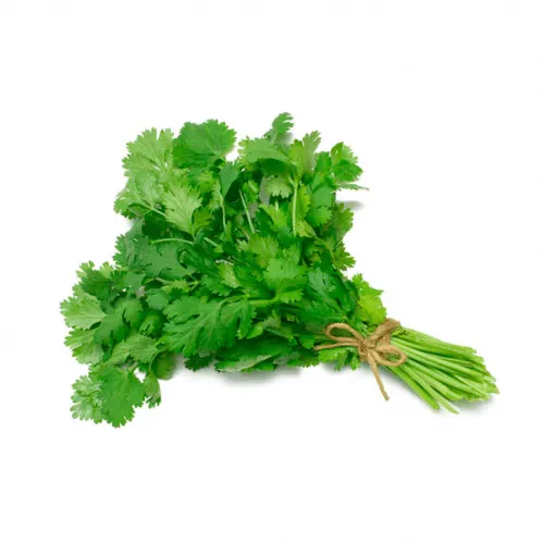 Culantro