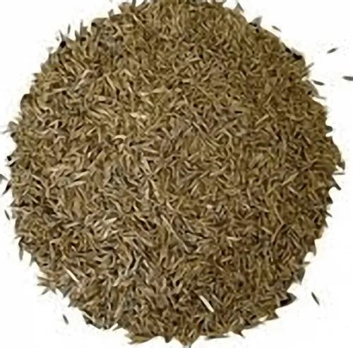 Ryegrass Inglesa